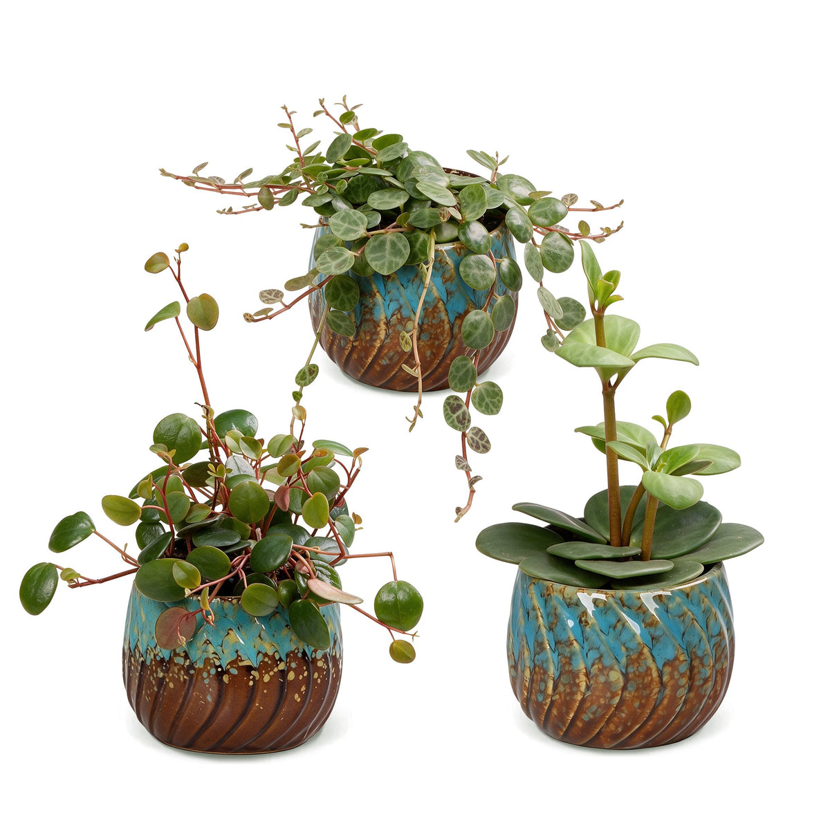 Baby Peperomia Mix 3x - Groen - Rood - Tropisch - incl. Copper Reef - Ø6cm - ↕5-15cm