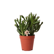Kolibri Greens | Groene plant - Succulent Crassula Hobbit | groene kamerplant - vers van de kweker - Ø9cm