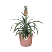Mother's Day - Ananas Mi Amigo in ELHO Vibes Fold 14cm roze
