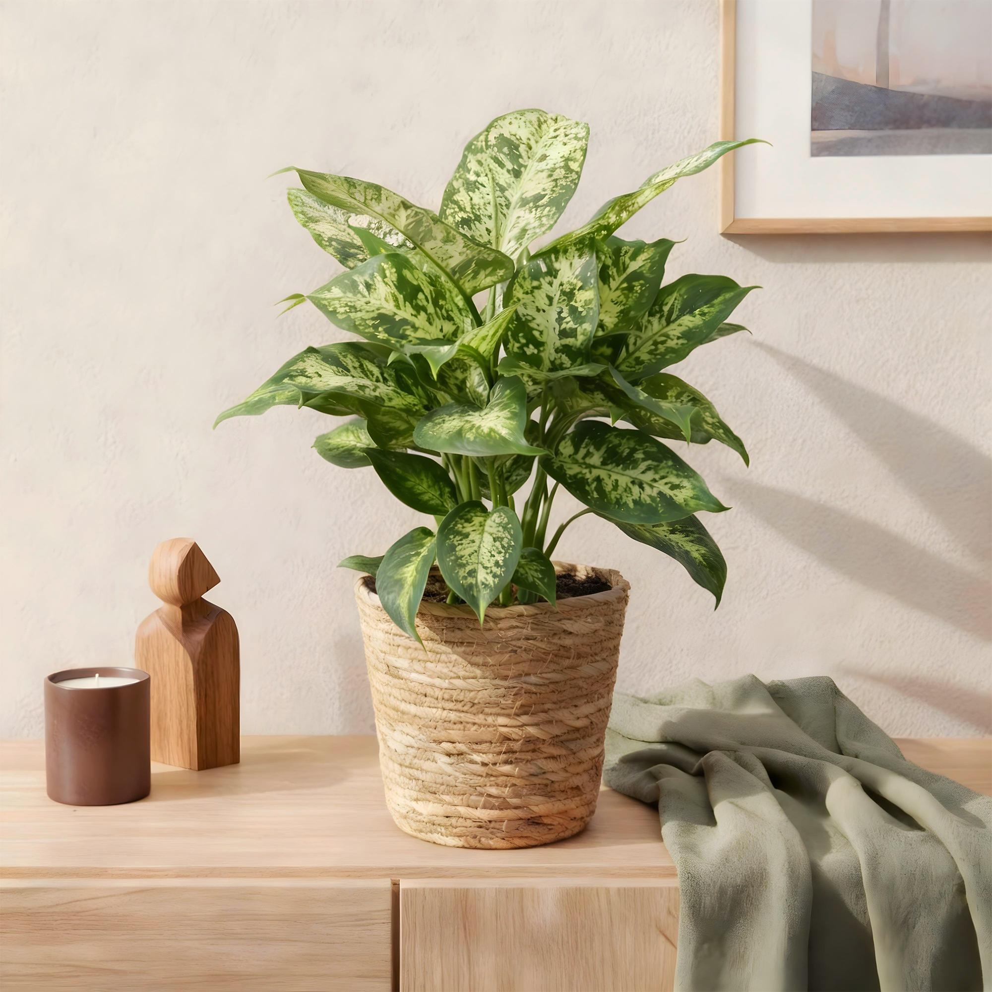 Diefenbachia Compacta - Weinig onderhoud - met mand - Groen - 2 Planten - Pot 17cm - Hoogte 45-50cm