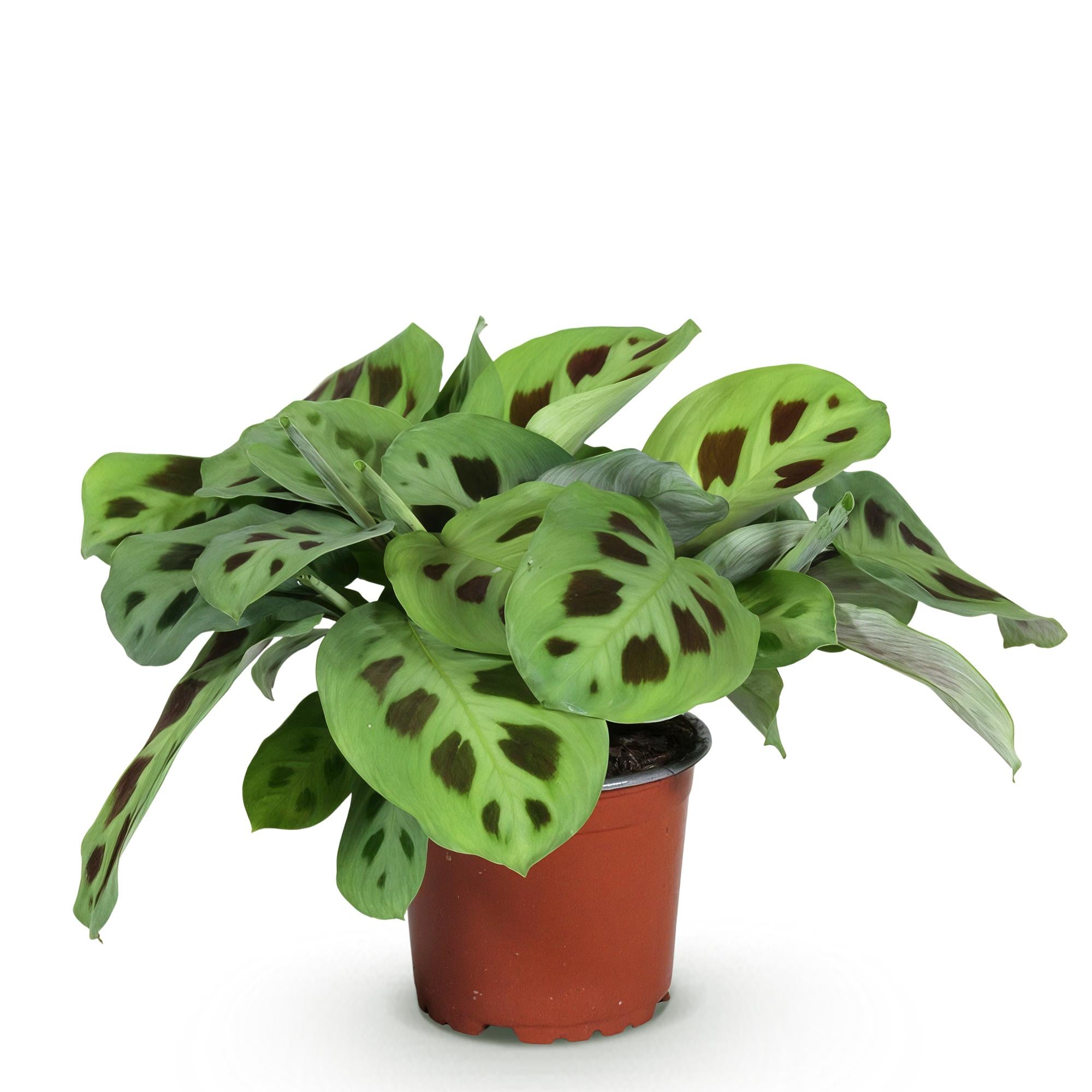 Maranta Fascinator Kerchoveana - Zebraplant - Huisdiervriendelijke Plant - Groen - 1 Plant - Pot 12cm - Hoogte 25cm