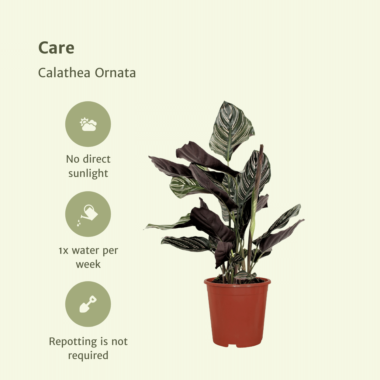 2x Calathea Ornata - Pianta di pavone - 50cm - ø14