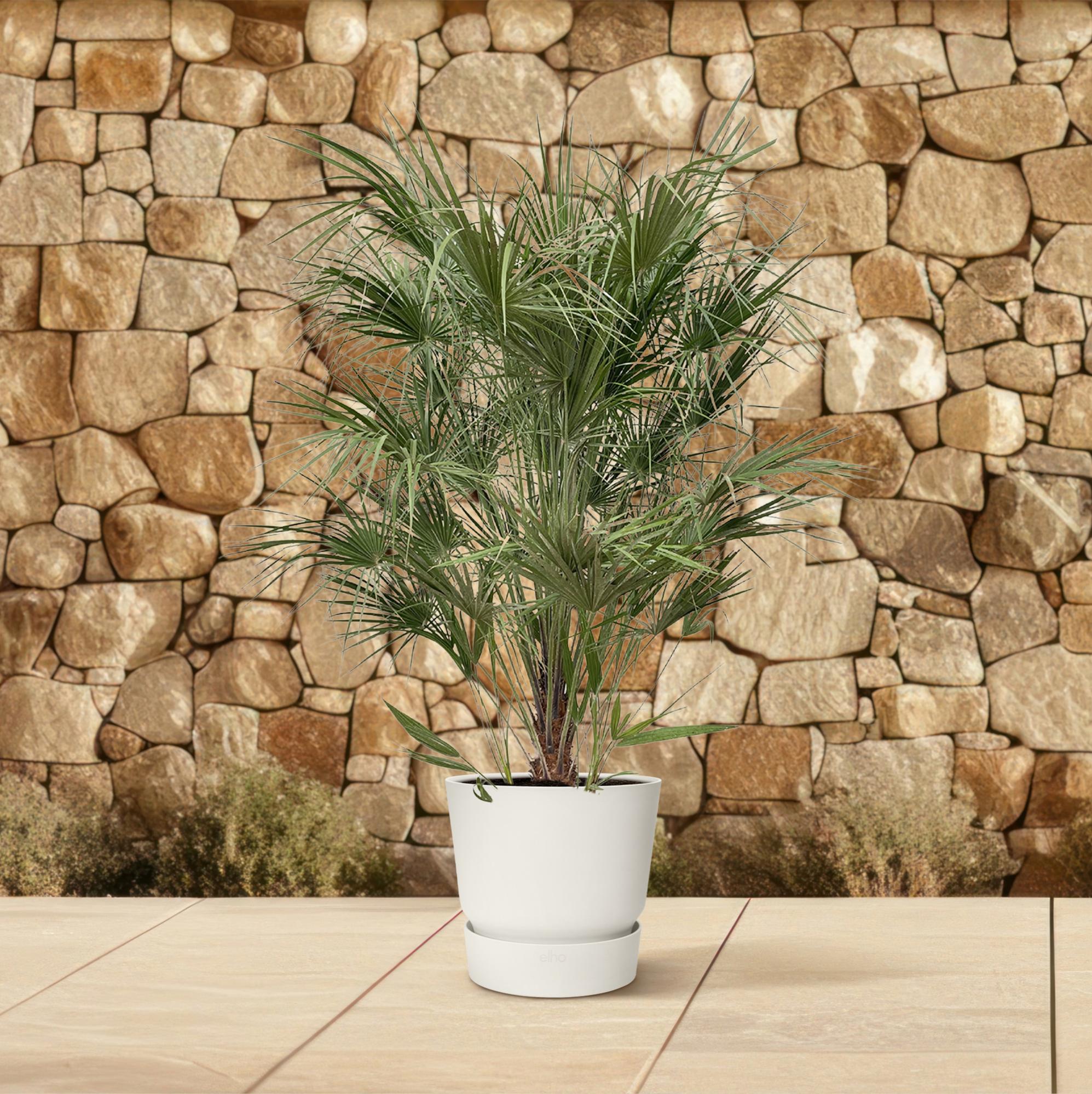 Chamaerops Humilis Strauch - 170 cm - Ø30