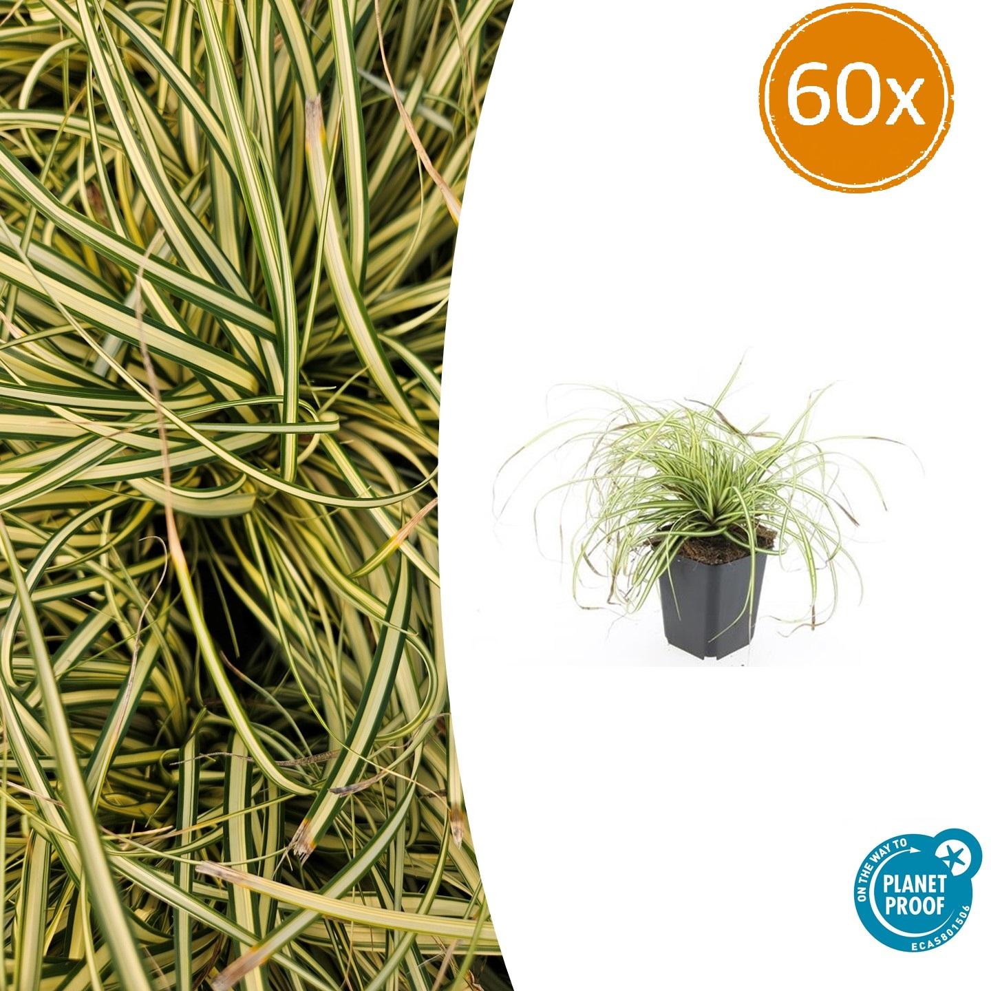 60x Carex ohim. 'Evergold' - ↕10-25cm - Ø9cm