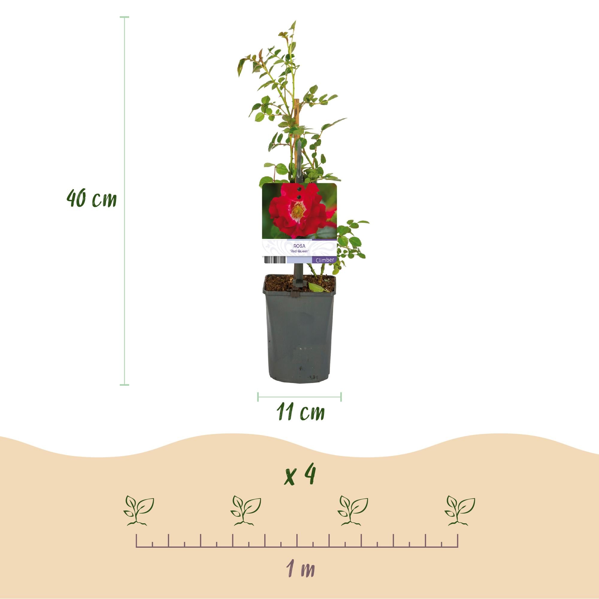 Green boutiQ – Kletterrose – Rosa Red Queen – Rote Blüte – Pflegeleicht – 2 Pflanzen – Topf 11 cm, Höhe 40 cm
