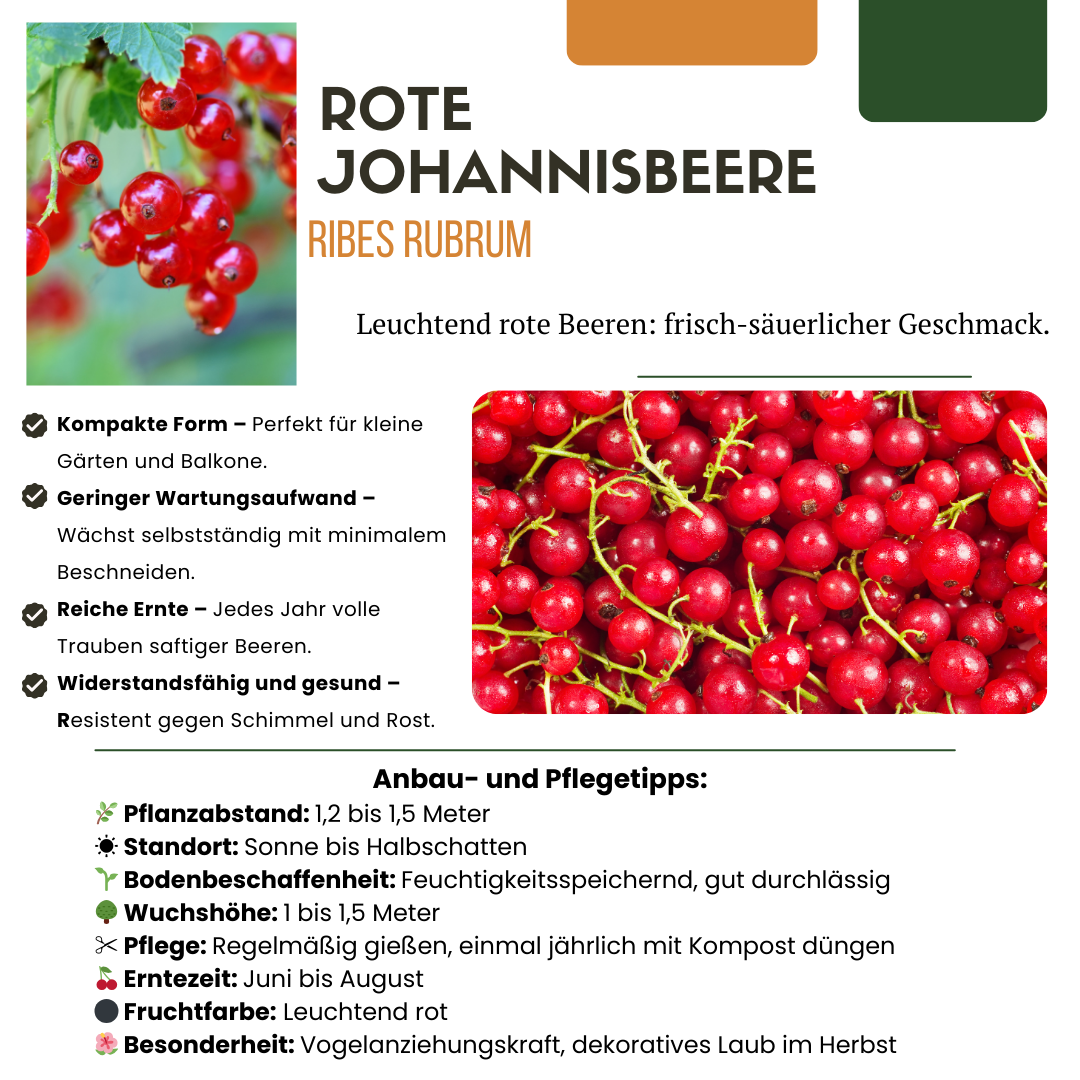 6 plants de groseillier bio - Ø 13 cm - ↨ 20 cm