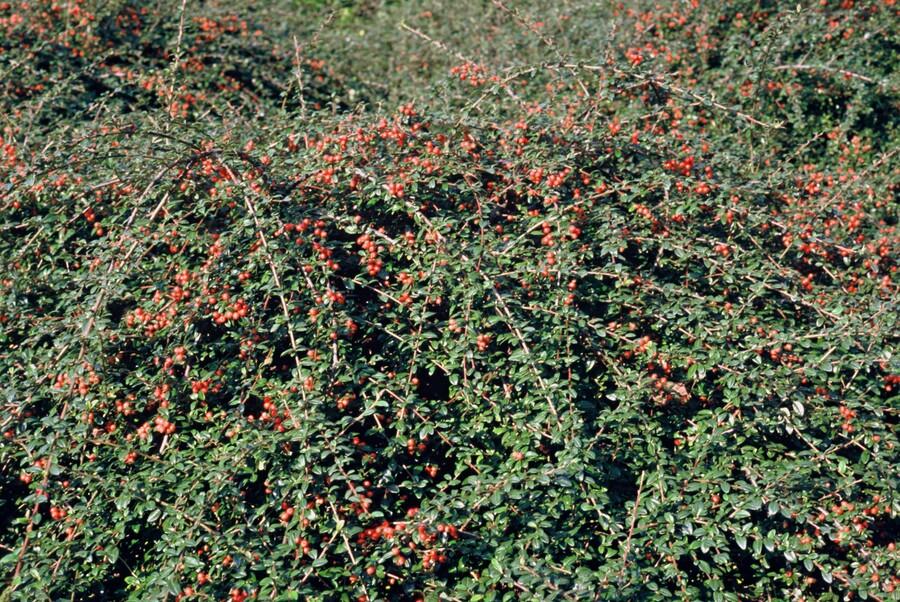 12x Cotoneaster suec. 'Coral Beauty' - ↕10-25cm - Ø9cm