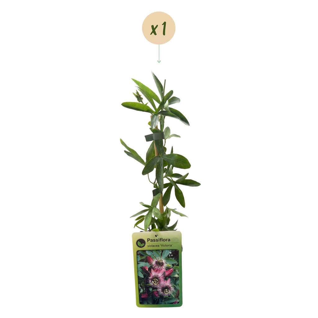 Passiflora Victoria - Passiflora Victoria - Rood - Roze - Klimplant - Ø9cm - ↕35cm