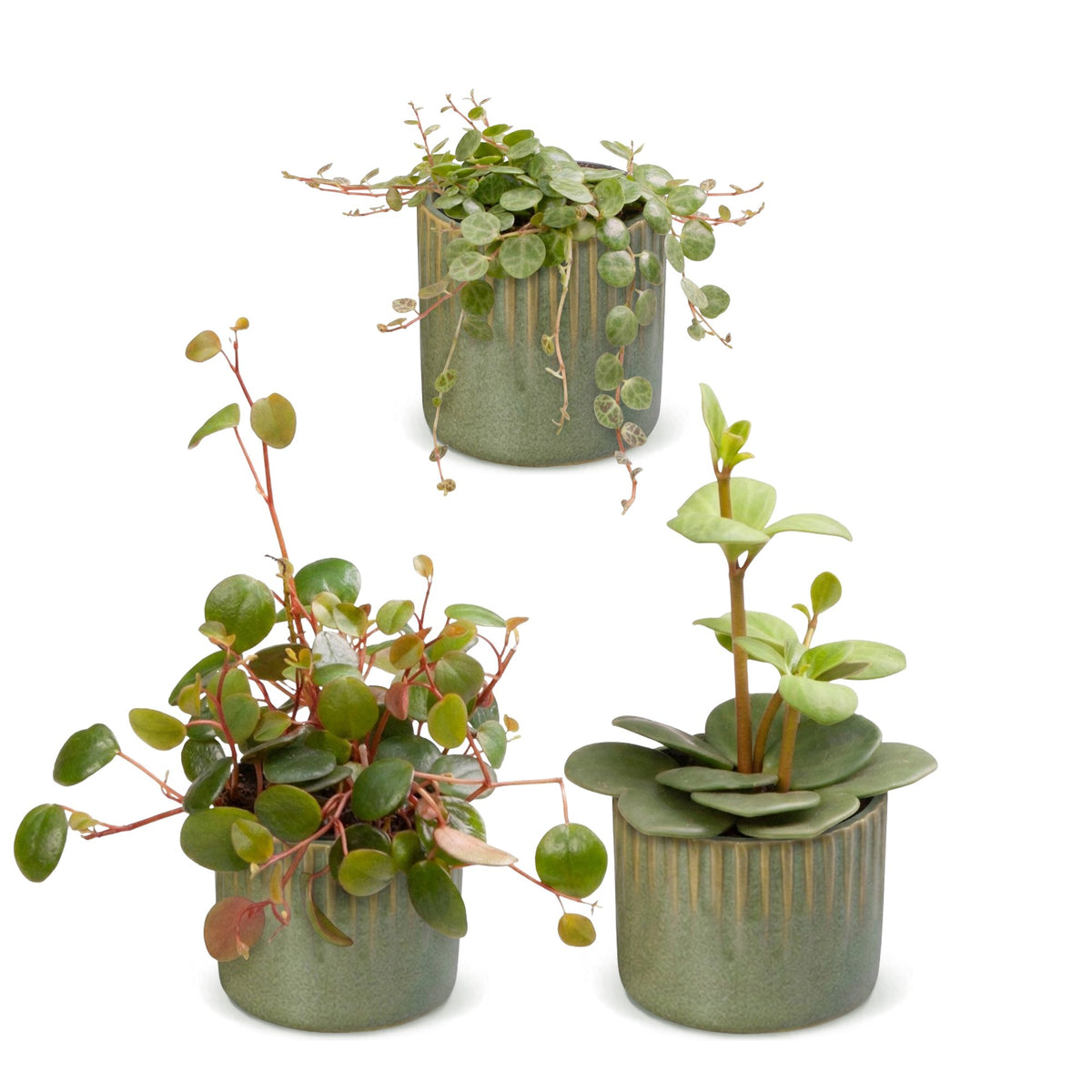 Baby Peperomia Mix 3x - Groen - Rood - Tropisch - incl. Linnea Olive - Ø6cm - ↕5-15cm