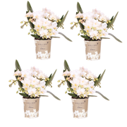 Kolibri Orchids | Combi Deal - 4 Witte Phalaenopsis Orchideeën Botanic Nazare - Ø9 cm