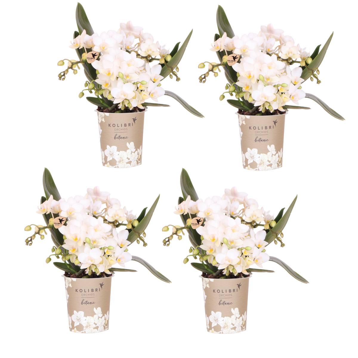 Kolibri Orchids | Combi Deal - 4 Witte Phalaenopsis Orchideeën Botanic Nazare - Ø9 cm