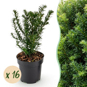 Taxus baccata - Venijnboom - 16x - Haagplanten - Groenblijvend - Groen - Pot 9cm - Hoogte 20-30cm