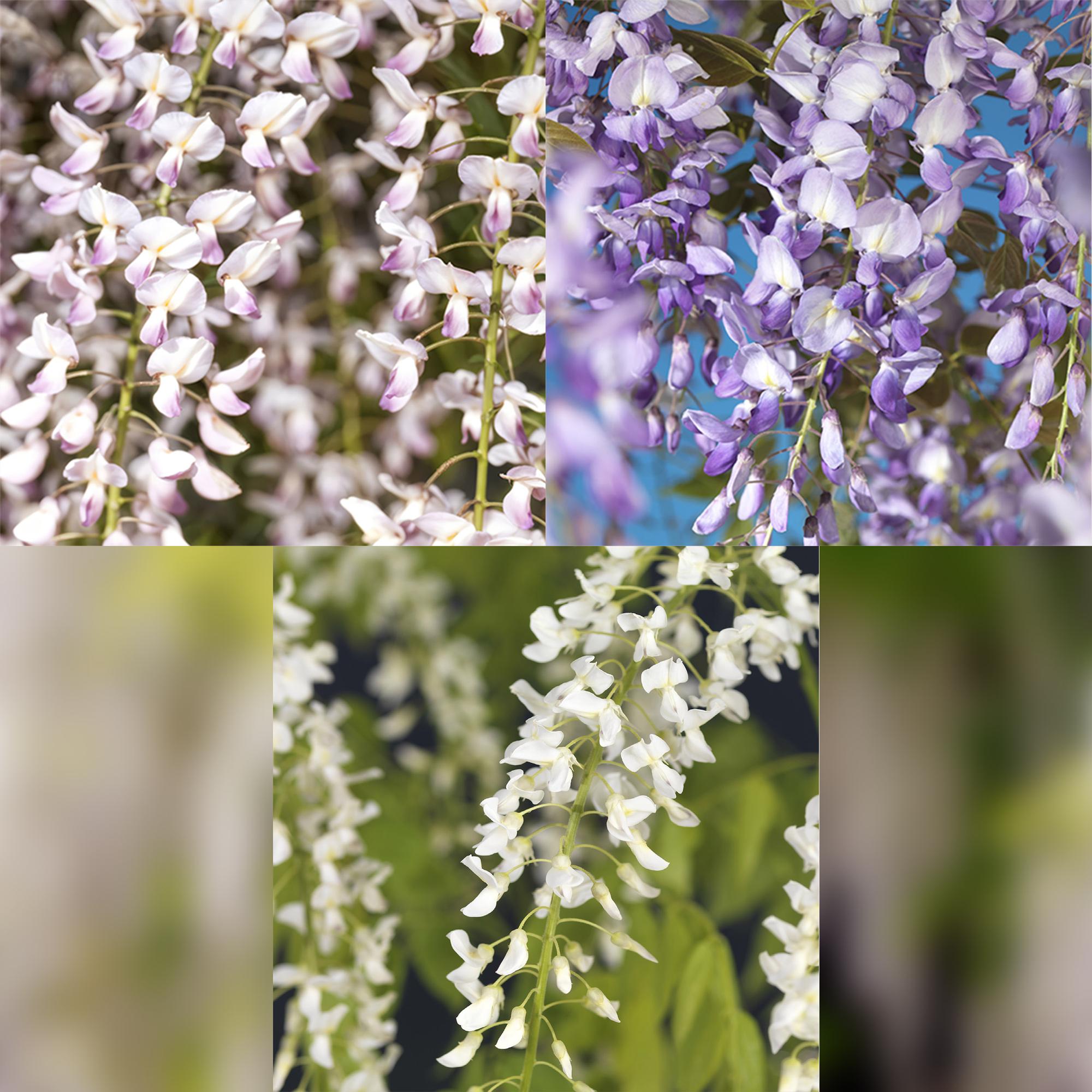 Green boutiQ - Glicine - Floribunda Tricolore - Fiori Blu Rosa Bianco - 3 piante - Vaso 11cm Altezza 40cm