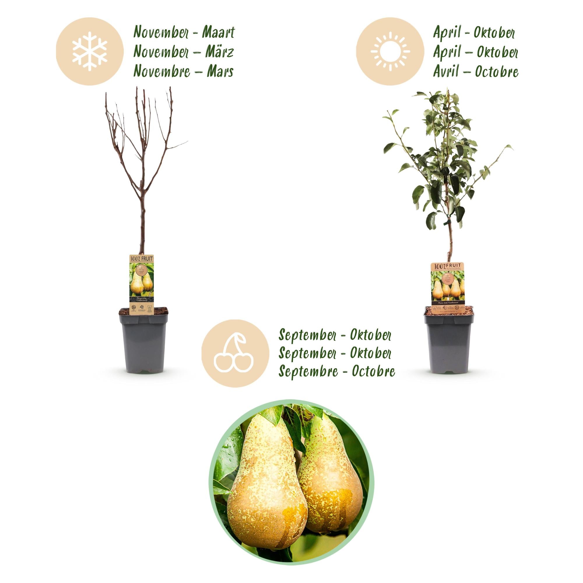 Perenboom - Pyrus communis Conference  - Gele Peer - Pot 21cm Hoogte 90cm