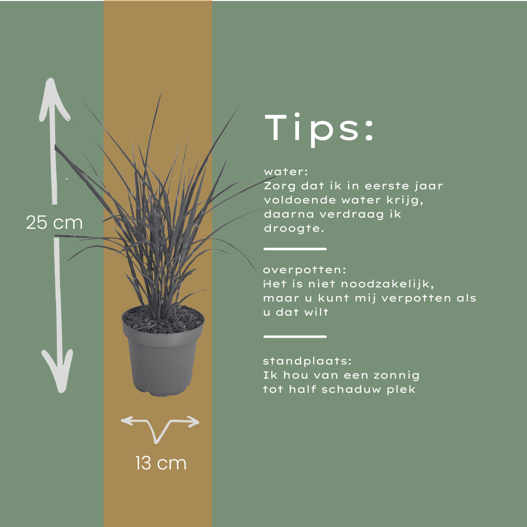 6x Miscanthus sinensis ‘Zebrinus’ – Opvallend zebragras met decoratief gestreept blad | Potmaat 12 cm