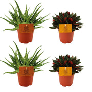 2x Aloe Spider + 2x Peperomia Rosso - 4 pezzi - Ø10,5cm - ↕10cm