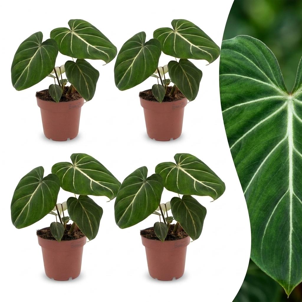 Philodendron Gloriosum - Glorie Philodendron - 4x - Pot 12cm - Hoogte - 25cm