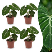 Philodendron Gloriosum - Glorie Philodendron - 4x - Pot 12cm - Hoogte - 25cm