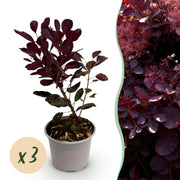 Cotinus coggyria Lilla - Paars 3 Planten - Bladverliezend - Weinig Onderhoud - Pot 12cm Hoogte 35cm