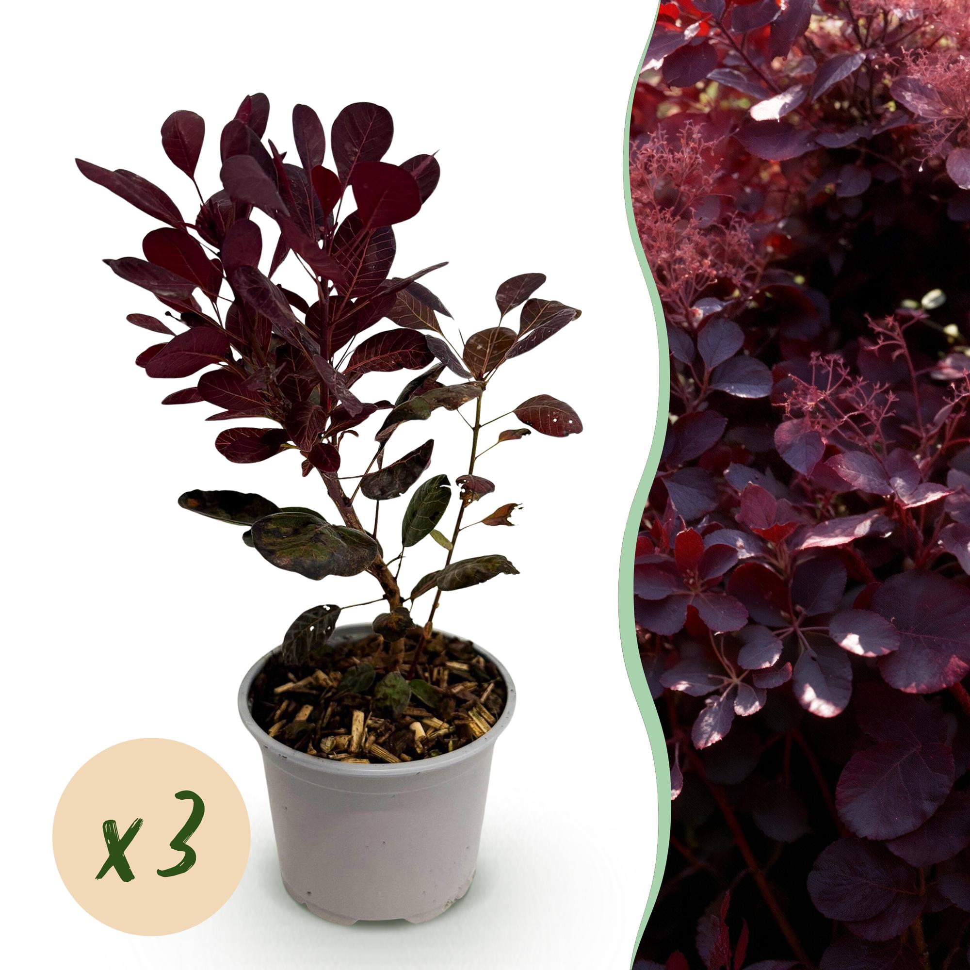 Cotinus coggyria Lilla - Paars 3 Planten - Bladverliezend - Weinig Onderhoud - Pot 12cm Hoogte 35cm