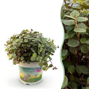 Calissia repens - Schildpad plant - Huisdiervriendelijke Plant - Groen - 1 Plant - Pot 12cm - Hoogte 14cm