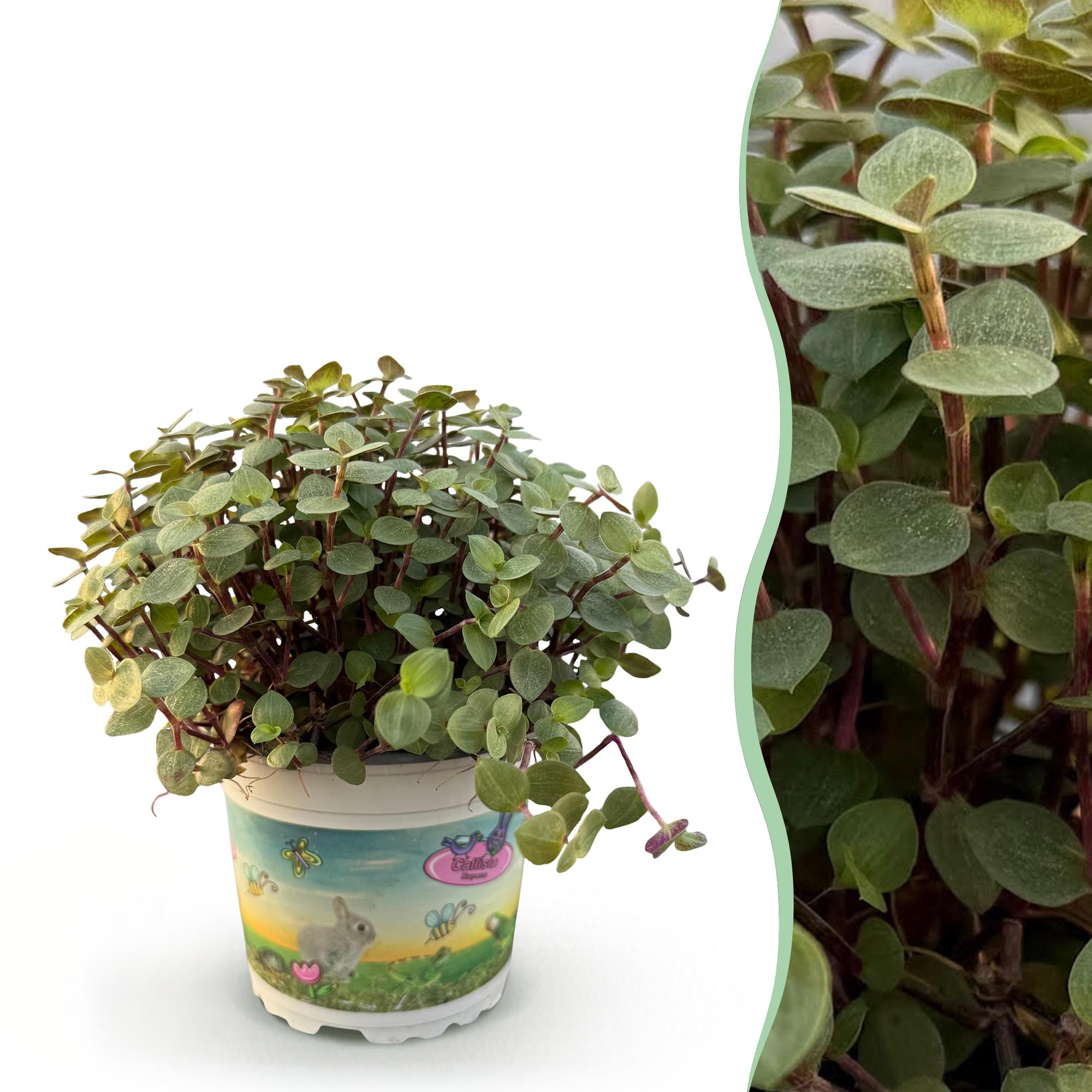 Calissia repens - Schildpad plant - Huisdiervriendelijke Plant - Groen - 1 Plant - Pot 12cm - Hoogte 14cm