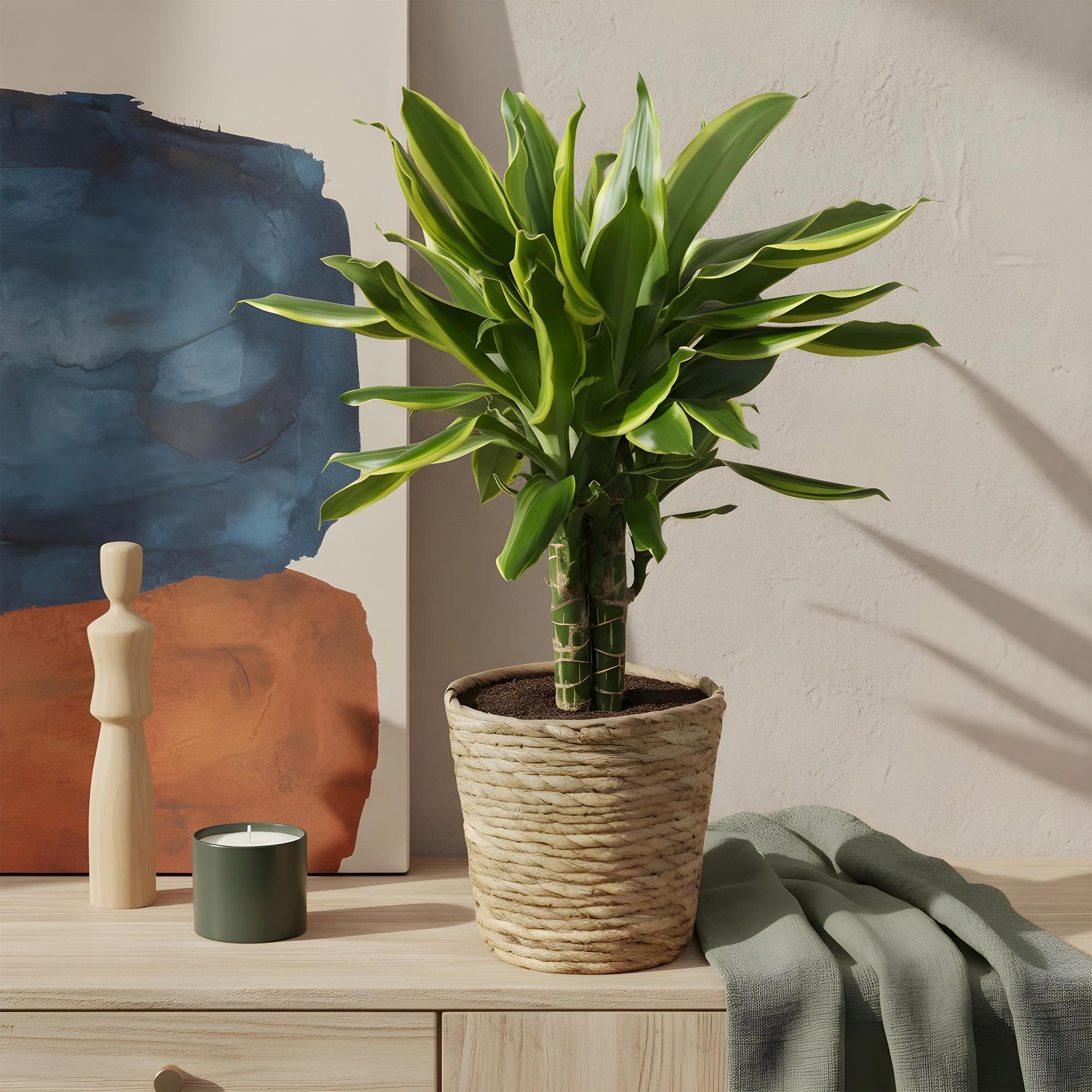 Dracaena fragrans Golden Coast - Drakenbloedboom - Weinig onderhoud - Groen - 2 Planten - Pot 17cm - Hoogte 50-55cm