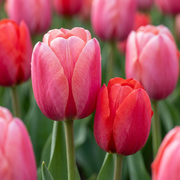 80x Tulpan Rosa - Röd - Blomsterlökar - Tulpan - Rosa och Röd - Vårblommande - Lökstorlek 10/12