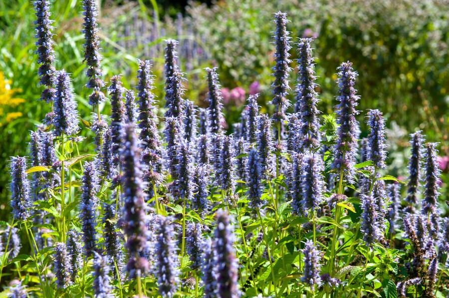 48x Agastache 'Black Adder' - ↕10-25cm - Ø9cm