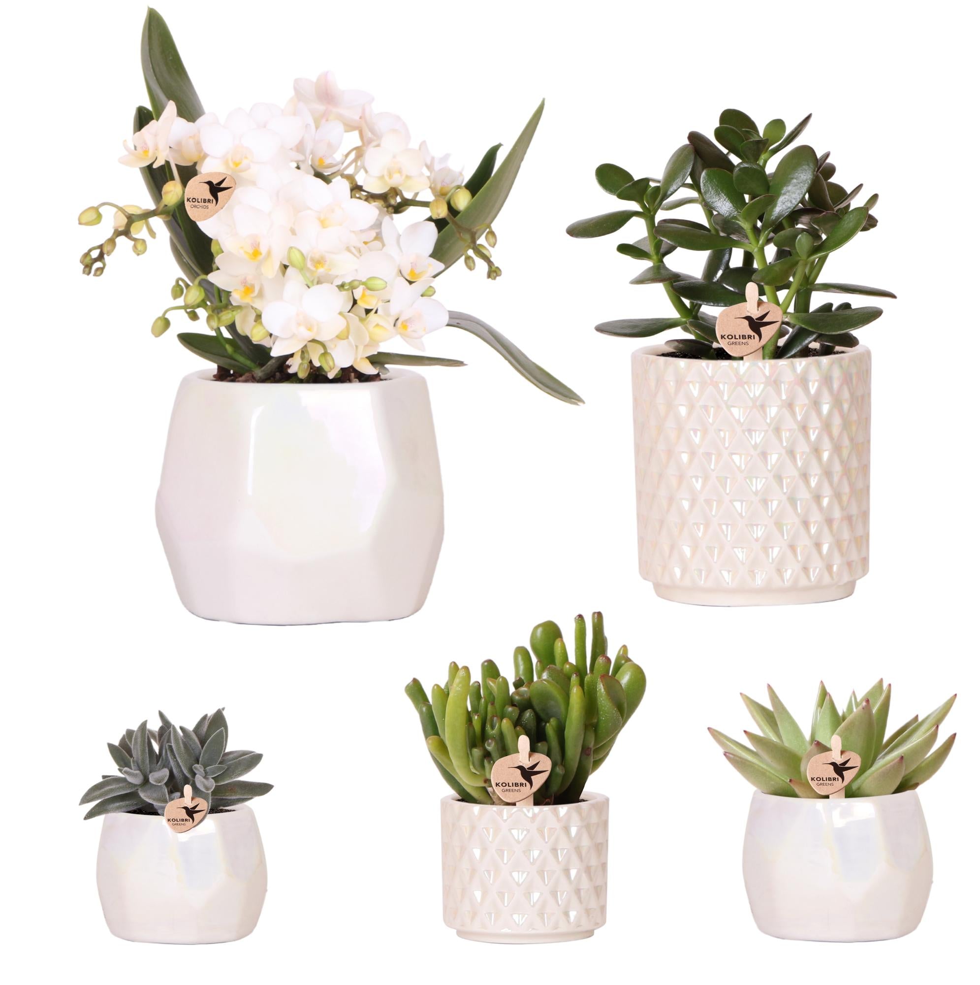 Kolibri Company | Ensemble de plantes et pots décoratifs pour la table - pots de Ø9 cm et Ø6 cm | Plantes d'intérieur fleuries - Directement du producteur