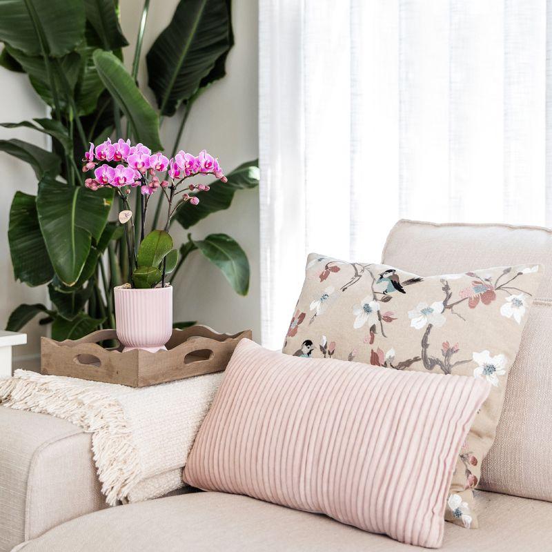 Kolibri Orchideen | Kleines, zartrosa Blumen-Pflanzenset | Grüne Pflanzen mit Phalaenopsis-Orchideen in zartrosa Dekotöpfen und einem weißen Tablett