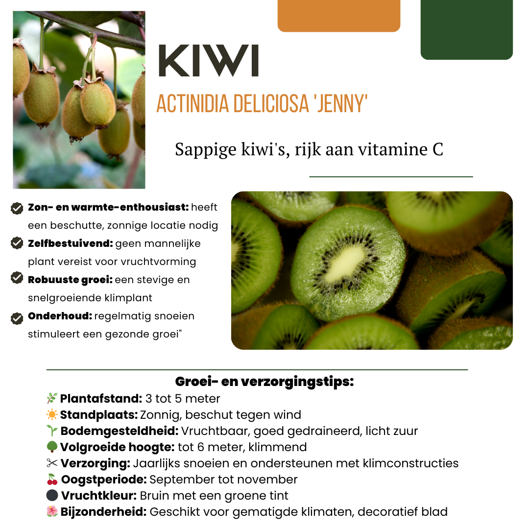 Bio-Obstpflanzenmischung „Sommerfrüchte“, 4 verschiedene Sorten