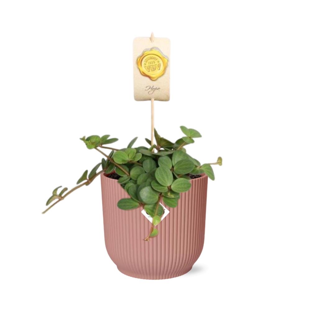 Peperomia 'Hope' in ELHO Vibes Fold 14cm pink