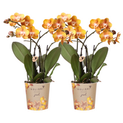 Kolibri Orchids | OFERTA COMBINADA de 2 orquídeas Phalaenopsis - Las Vegas - maceta de 12 cm de diámetro | planta de interior con flor - recién cultivada
