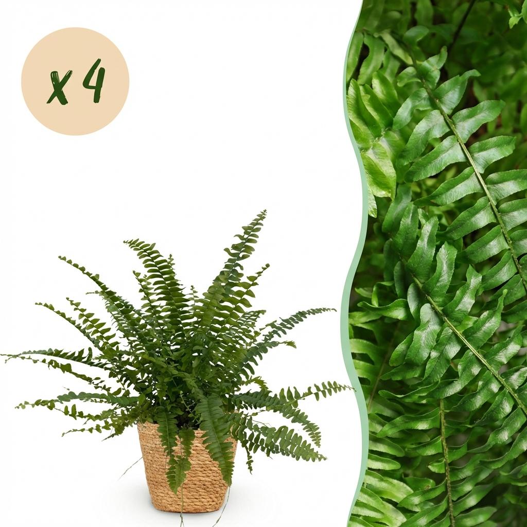 Nephrolepsis exaltata Green Lady - Varen - 4 Planten - met Mand - Pot 12cm - Hoogte 25cm
