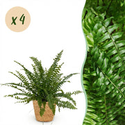 Nephrolepsis exaltata Green Lady - Varen - 4 Planten - met Mand - Pot 12cm - Hoogte 25cm