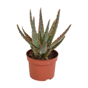 Aloe zebrina Dannyz 10.5cm - without pot
