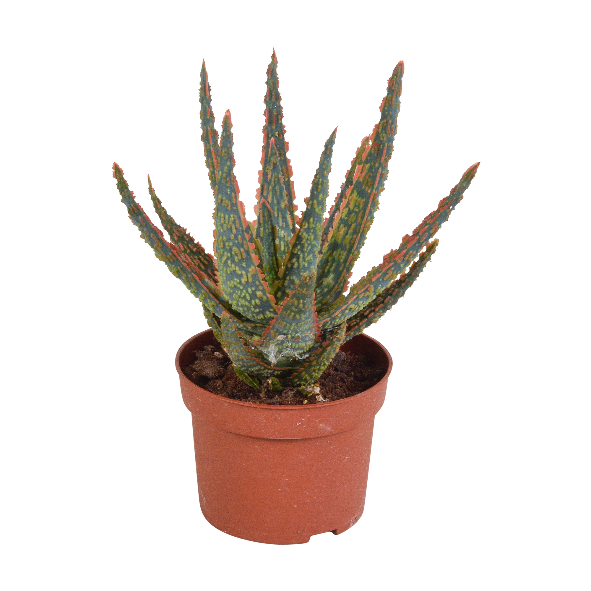 Aloe zebrina Dannyz 10.5cm - without pot