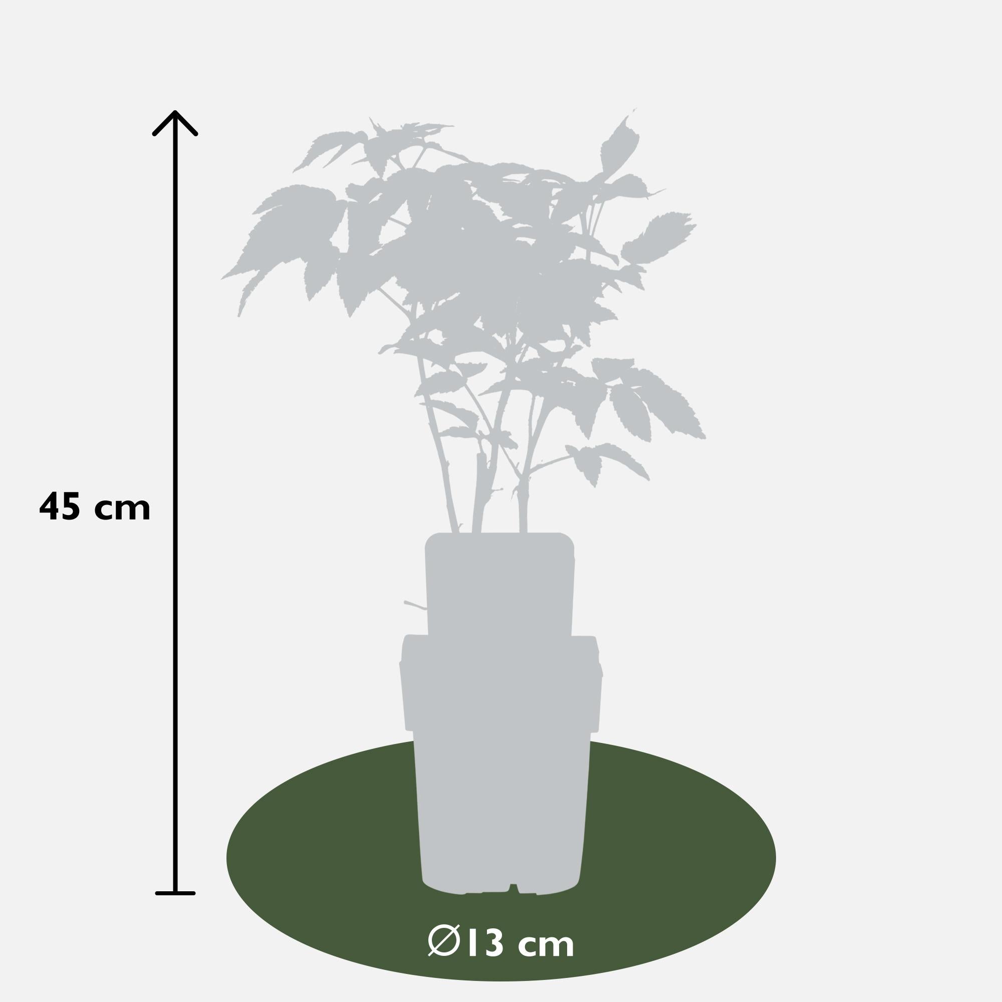 Rubus idaeus 'Malling Promise' - Raspberry - Ø13cm - ↕45cm
