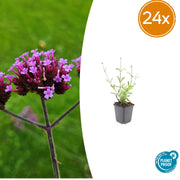 Buono sconto 24x Verbena. 'Lecca-lecca' - ↕10-25cm - Ø9cm