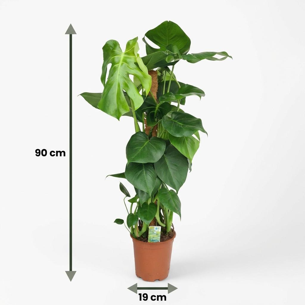 Gatenplant - Monstera Deliciosa mosstok - Groen - Weinig onderhoud - 1 Plant - Pot 19cm - Hoogte 90cm