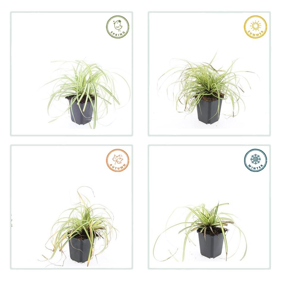 48x Carex oshim. 'Evergold'  - ↕10-25cm - Ø9cm