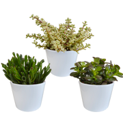 Crassula mix 10,5 cm - 3x - en pot blanc