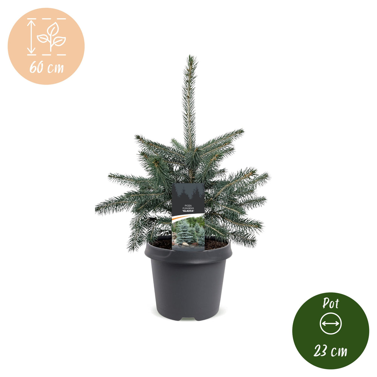 Picea pungens Glauca - 2x Blauwe spar - Blauw - Kerstboom - Ø23cm - ↕60cm