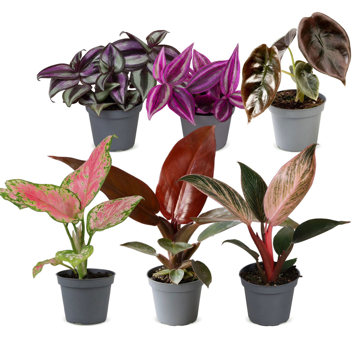 Baby Planten Paradise Mix - Diversen 6x - Tropisch - Ø6cm - ↕10-15cm