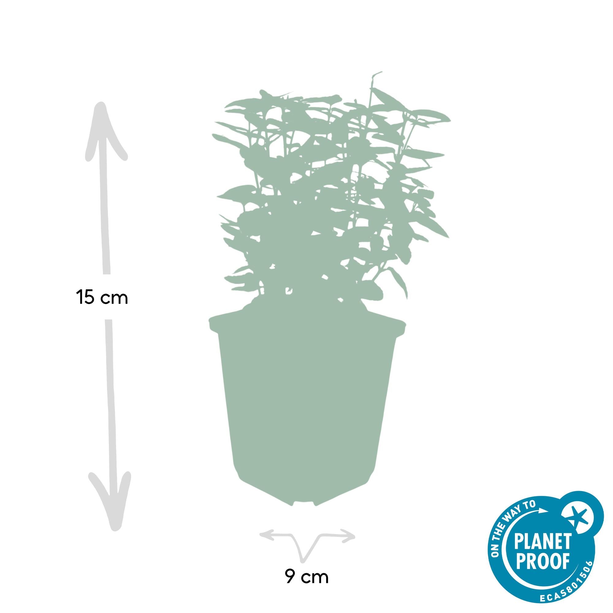 60x Euonymus fort. 'Emerald 'n Gold' - ↕10-25cm - Ø9cm
