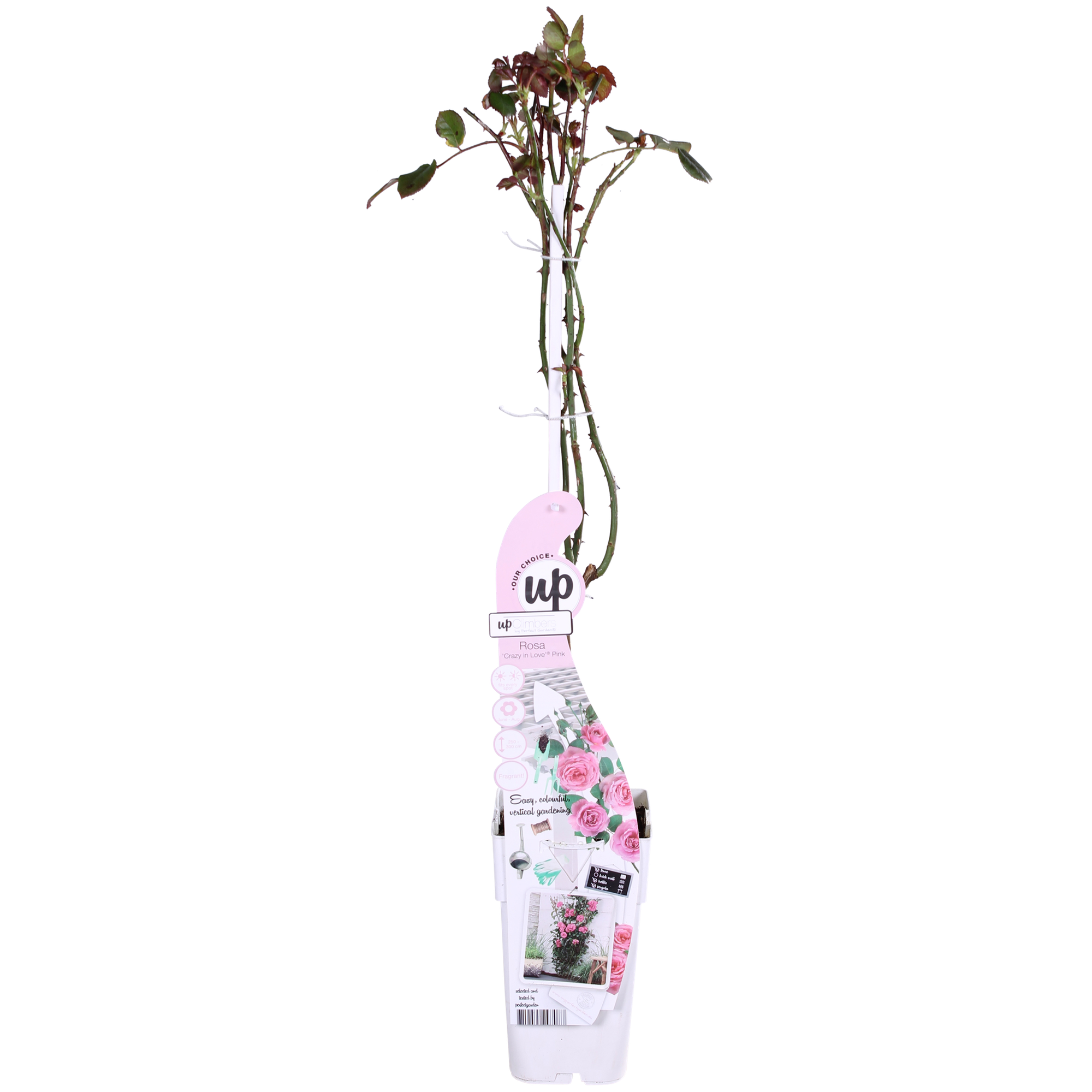 Rosa 'Pink' de Crazy in Love - Rosa rosa - Ø15cm - ↕65cm