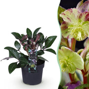 Lenten Rose - Helleborus lividus Purple Marble - Paarse Bloem -1 Plant - Groenblijvend - Pot 14cm Hoogte 35cm
