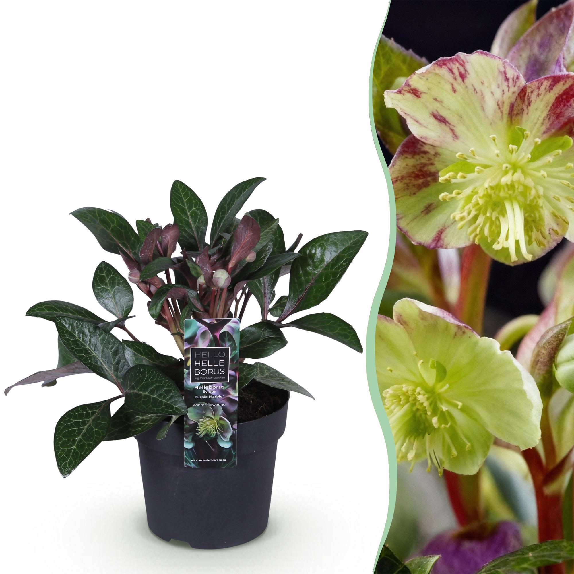 Lenten Rose - Helleborus lividus Purple Marble - Paarse Bloem -1 Plant - Groenblijvend - Pot 14cm Hoogte 35cm