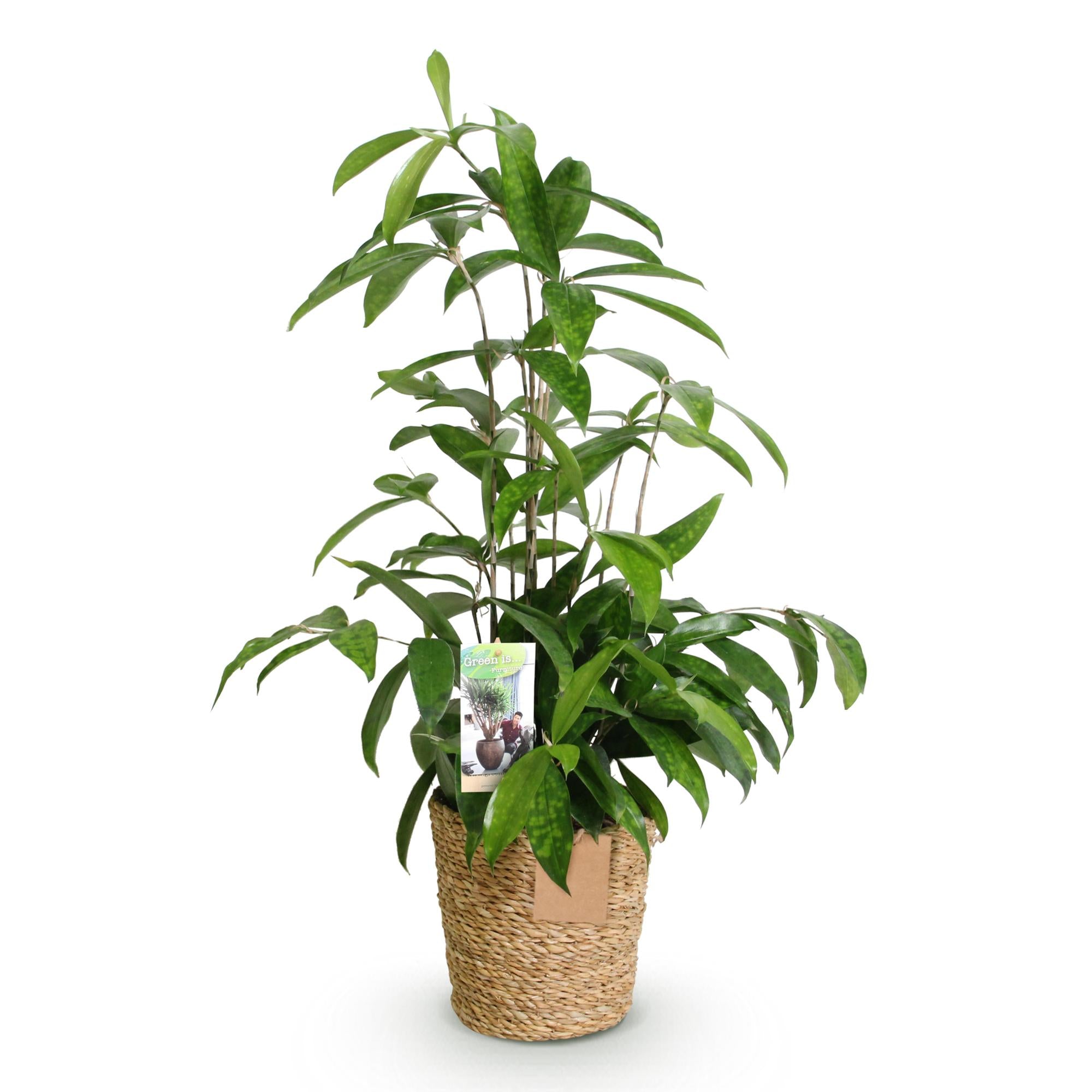 Dracaena surculosa - Drakenbloedboom - Weinig onderhoud - met mand - Groen - 1 Plant - Pot 17cm - Hoogte 60-70cm